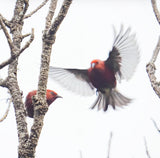 Aloha from Hawai'i: #15 Akepa Flight Nicholas Posante