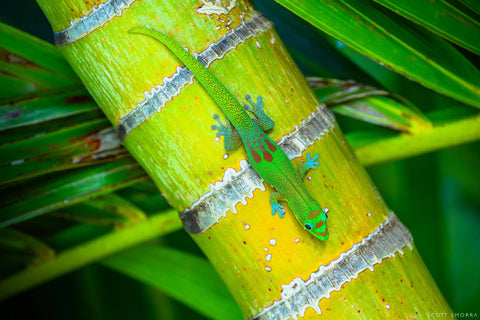 Aloha from Hawai'i: #11 Day Glow Scott Smorra