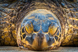 Aloha from Hawai'i: Honu