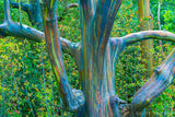 Aloha from Hawai'i: #4 Dancing Tree Scott Smorra