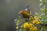 Aloha from Hawai'i: #3 Juvenile I'wi Nicholas Posante